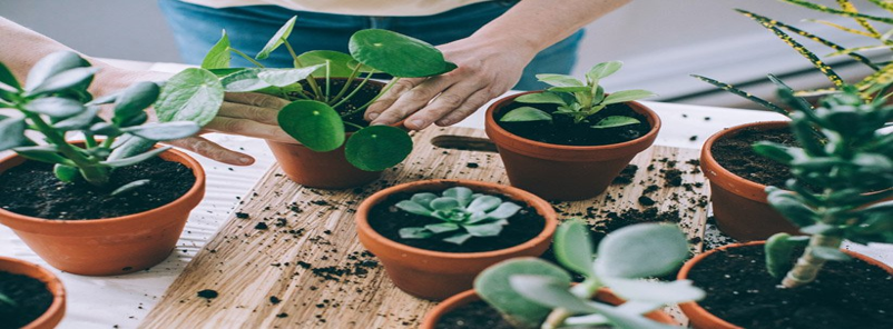 تکثیر وپرورش گل های آپارتمانی