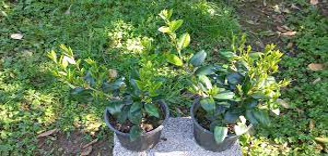 پرورش دهنده گل در فضای آزاد