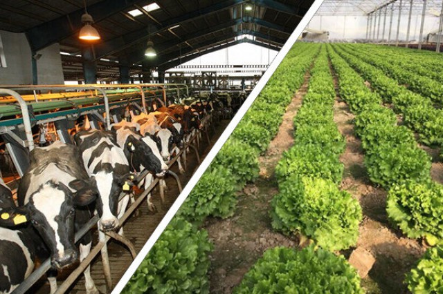 کارگروه کشاورزی ودامپروری