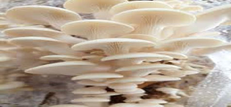 پرورش دهنده قارچ دکمه ای وصدفی